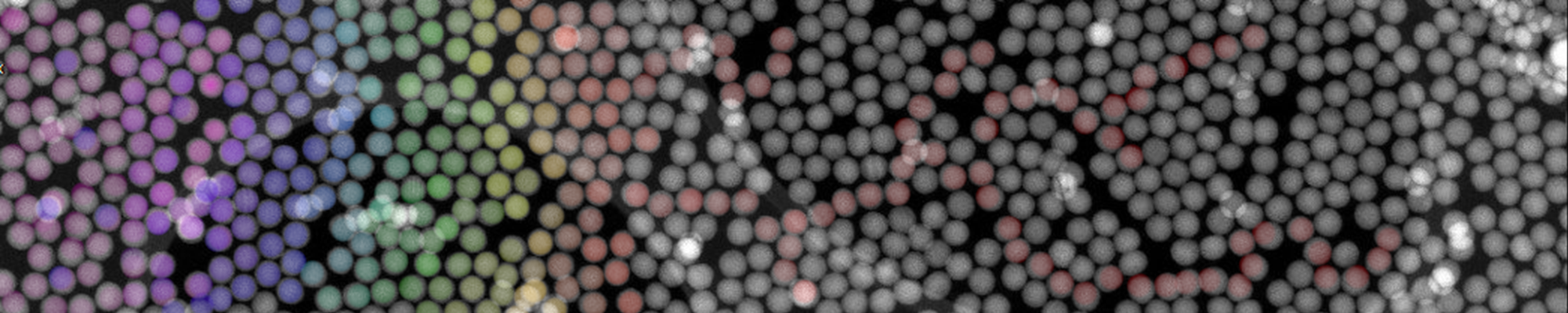 Oddział Fizykochemii Biomedycznej<span>INTiBS PAN</span>